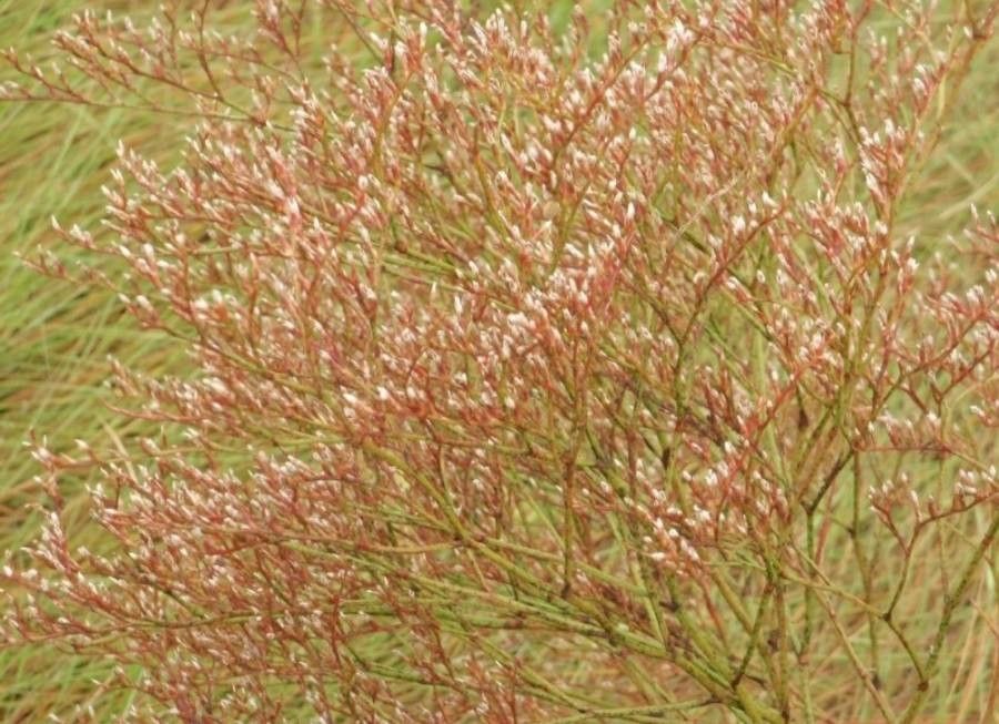 Limonium carolinianum flower