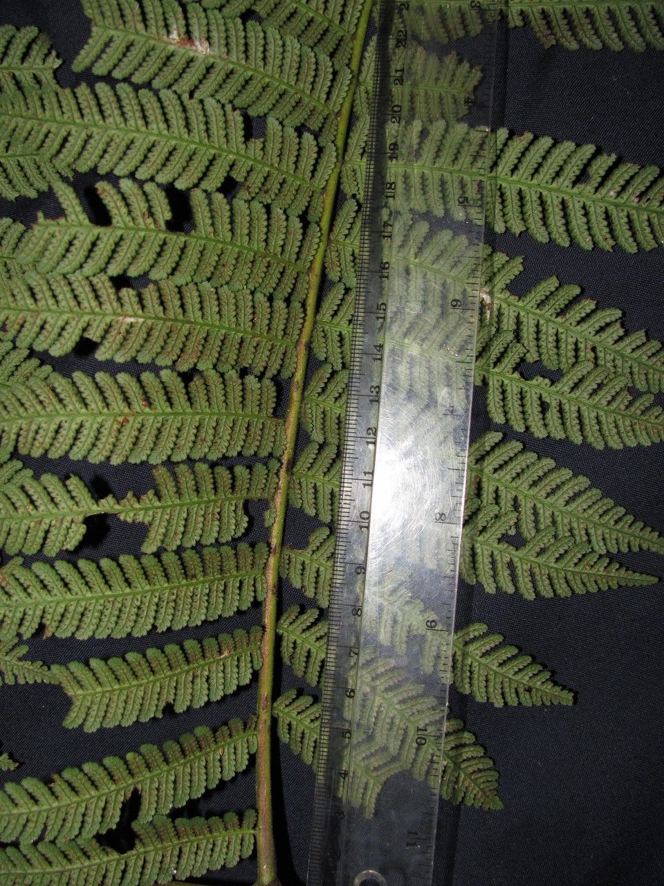 Cyathea acutidens — related species from the same genus