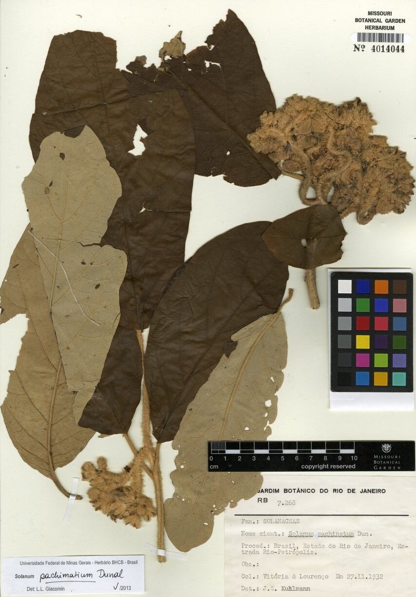 Solanum pachimatium — houseplant care guide