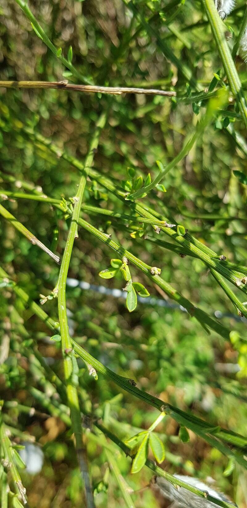 Cytisus striatus leaf