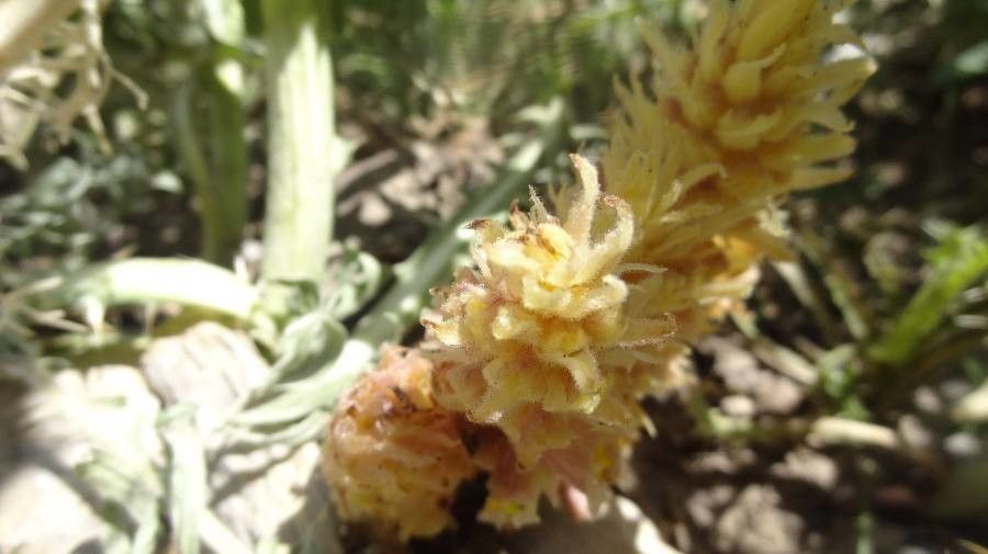 Orobanche parishii — houseplant care guide