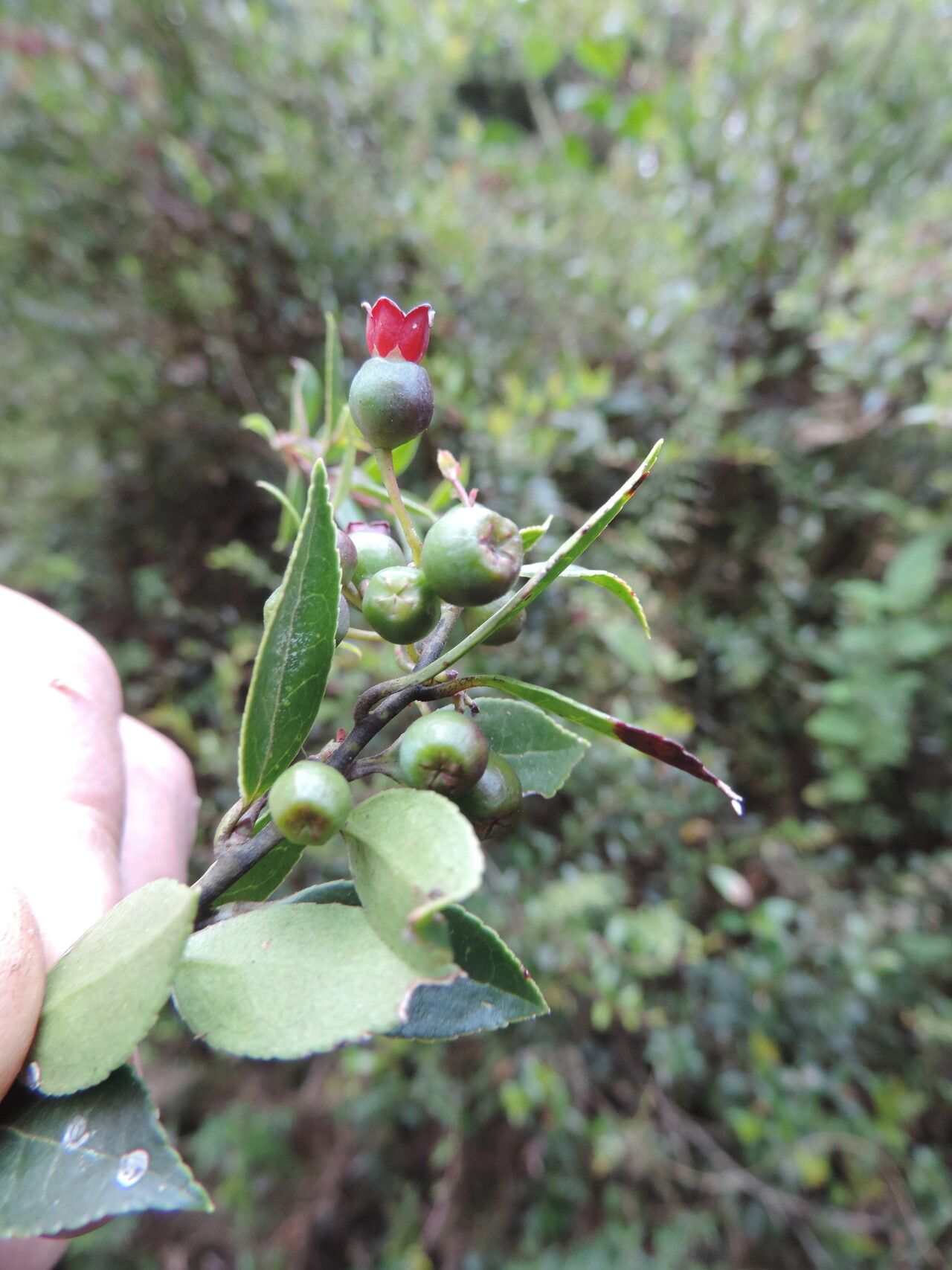Vaccinium stanleyi fruit