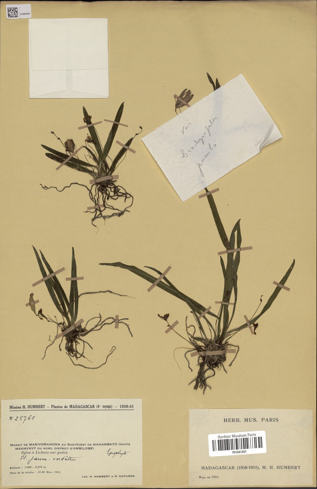 Angraecum pumilio — houseplant care guide