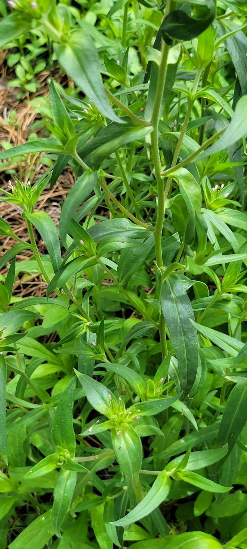 Collomia linearis leaf