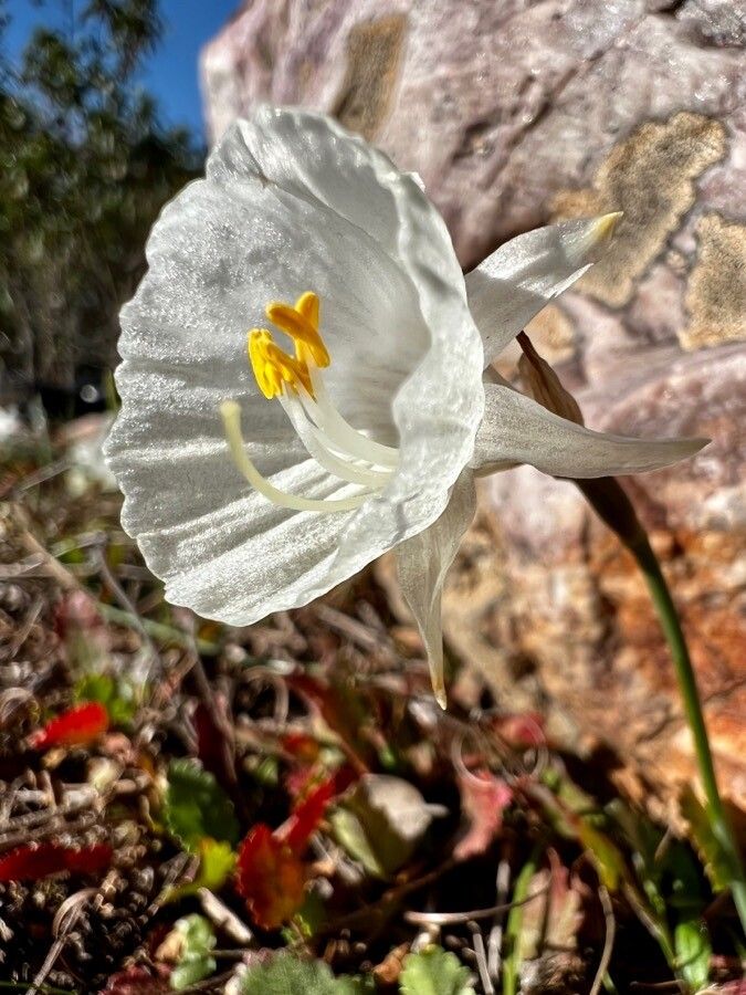 Narcissus cantabricus flower