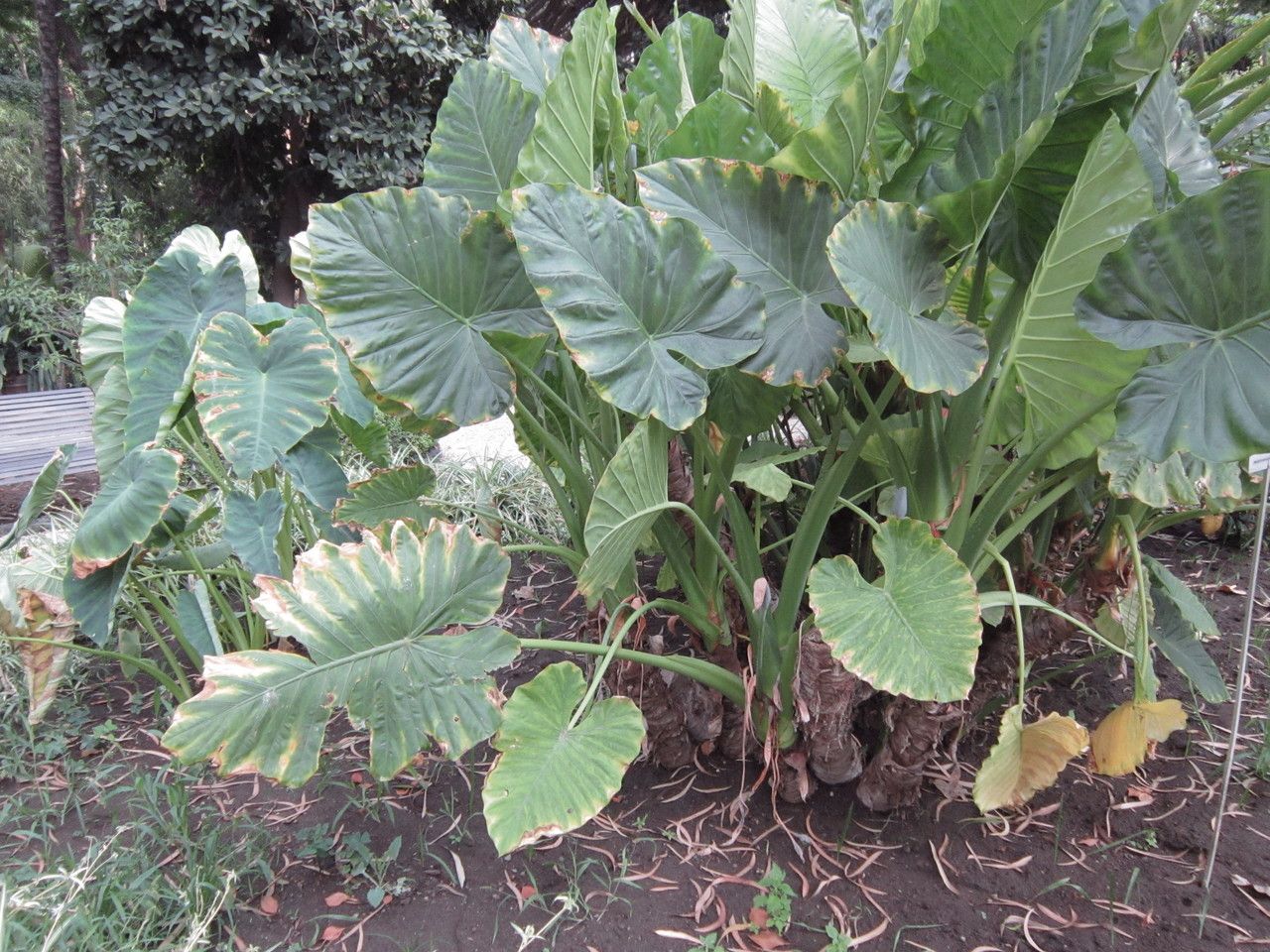Alocasia macrorrhiza habit