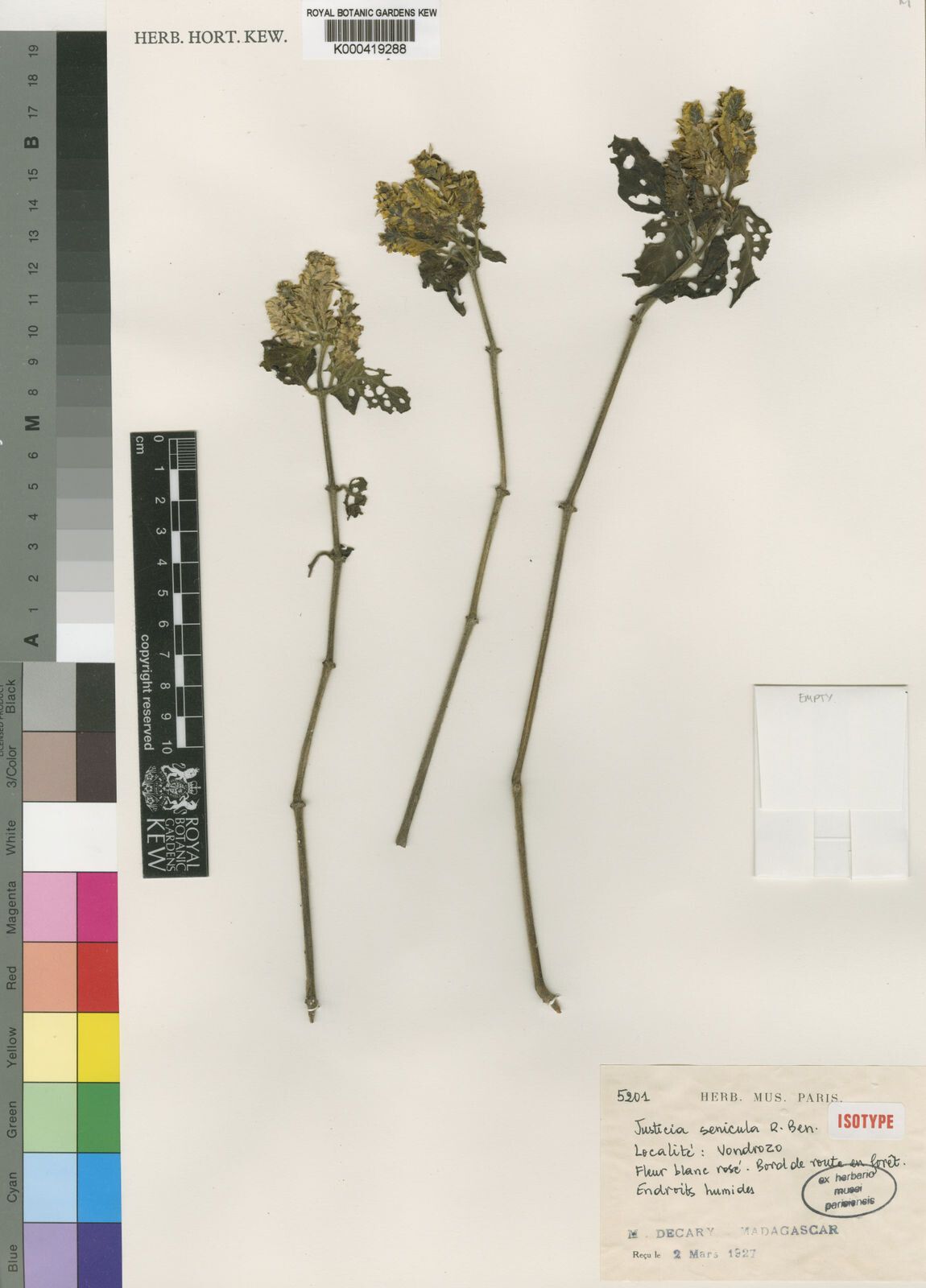 Justicia senicula — houseplant care guide