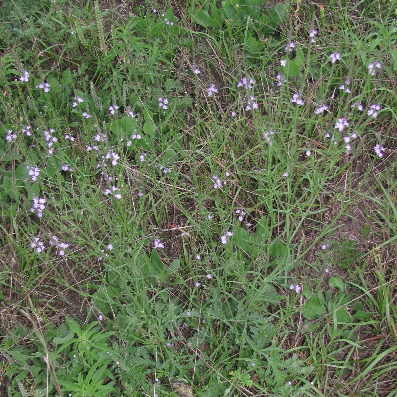 Verbena menthifolia habit