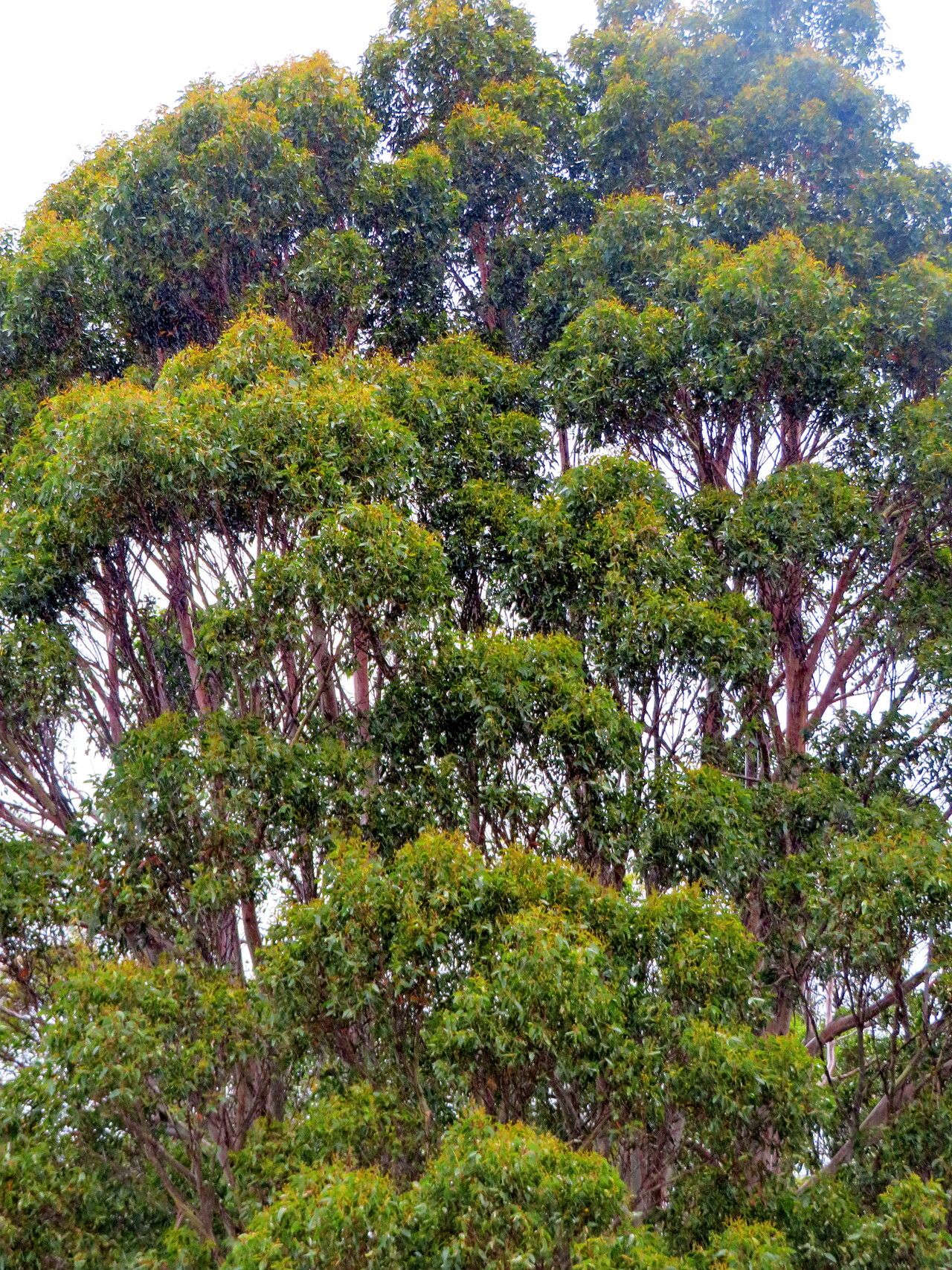 Eucalyptus regnans habit