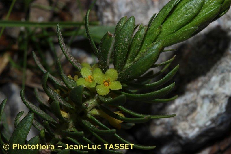 Thymelaea calycina flower