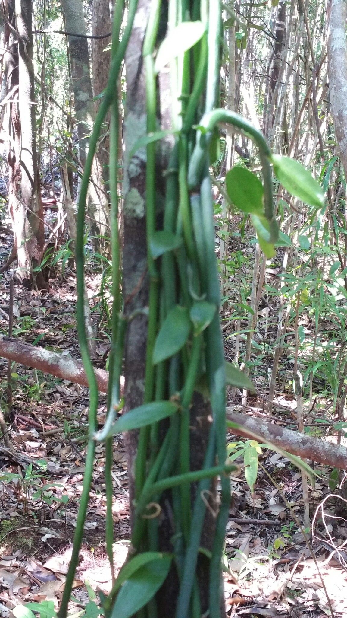 Vanilla francoisii — houseplant care guide