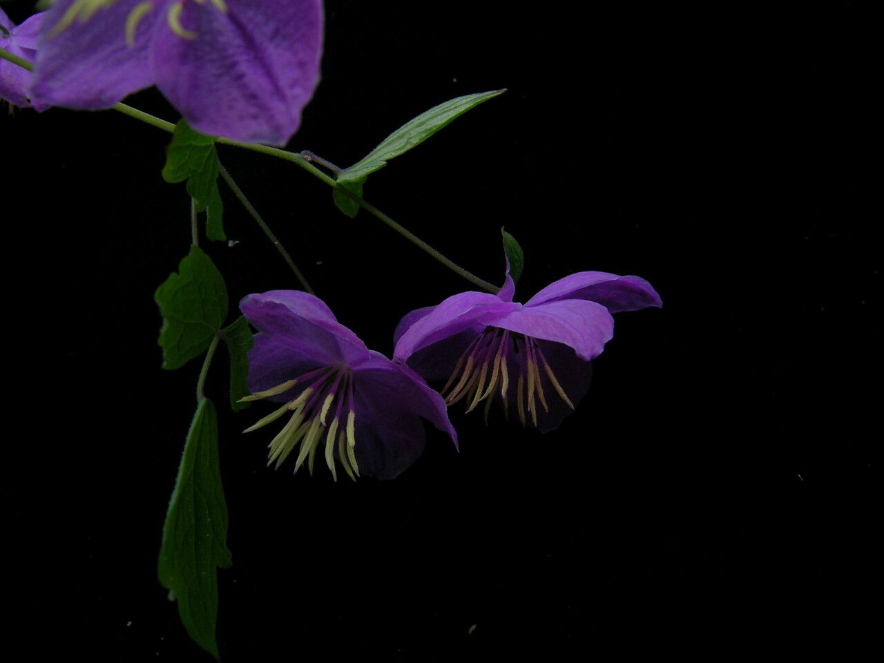 Thalictrum rostellatum — houseplant care guide