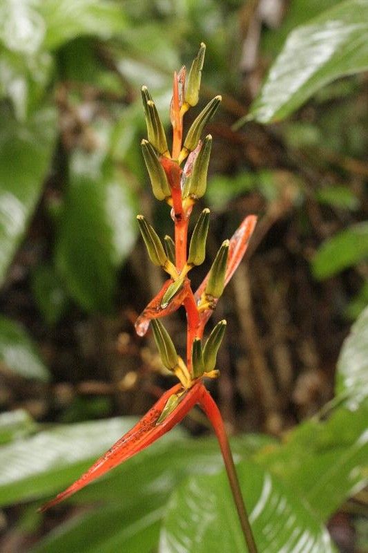 Heliconia acuminata flower