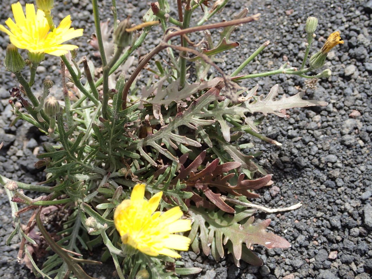 Tolpis laciniata — houseplant care guide