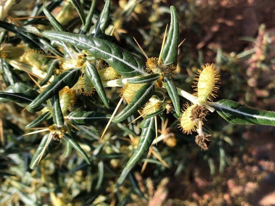 Xanthium spinosum — search result for 'Xanthium'