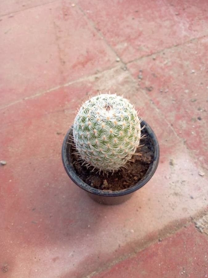 Mammillaria lasiacantha bark