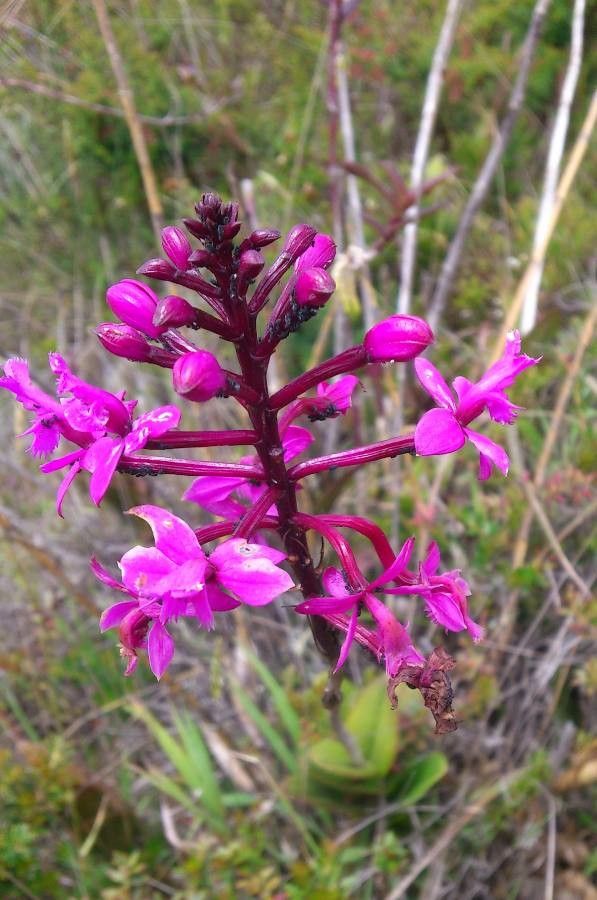 Epidendrum jamiesonis — search result for 'Epidendrum'