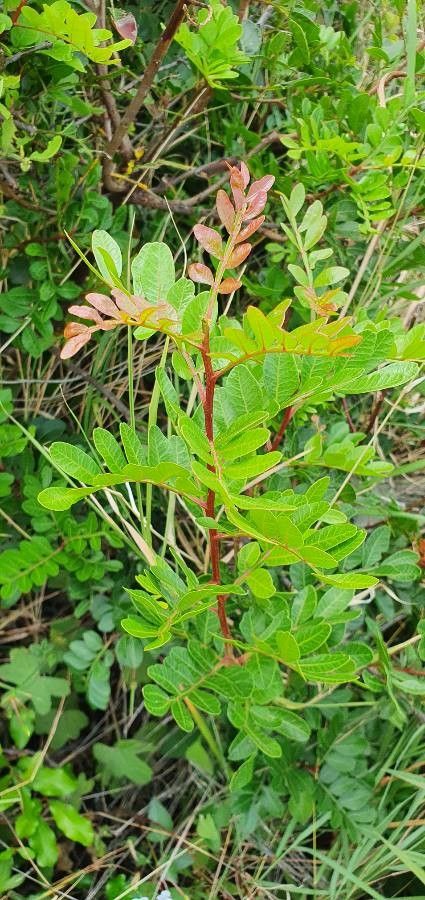 Pistacia aethiopica — related species from the same genus