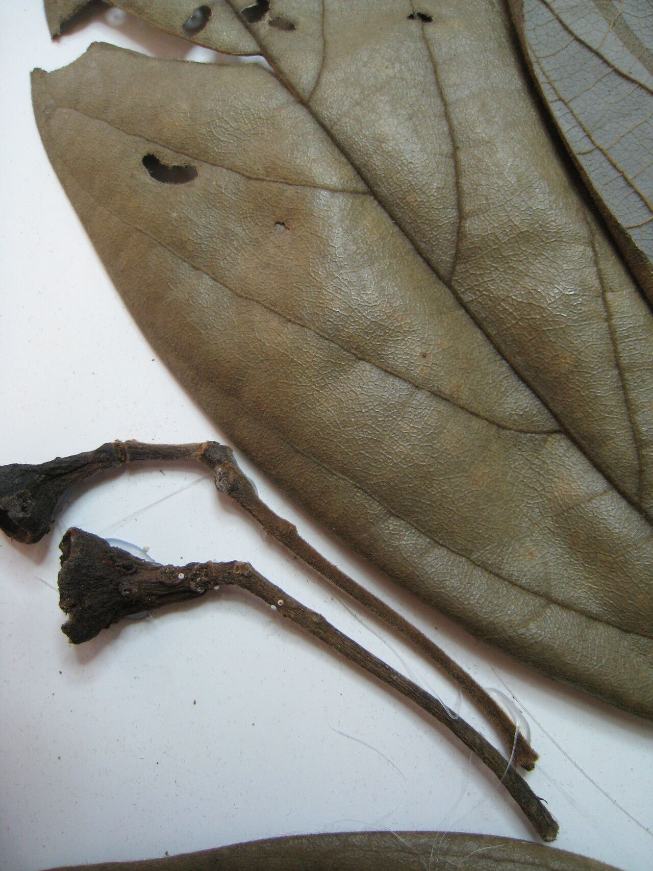 Rhodostemonodaphne revolutifolia other