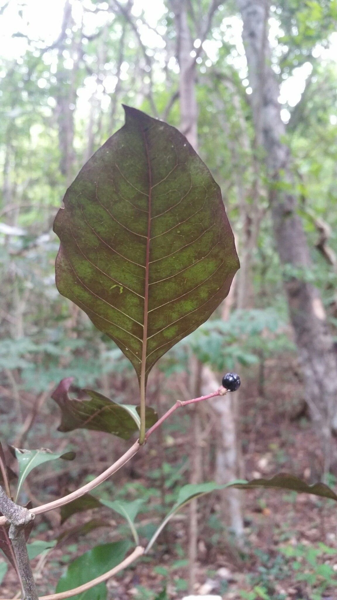 Psychotria charlotteana leaf