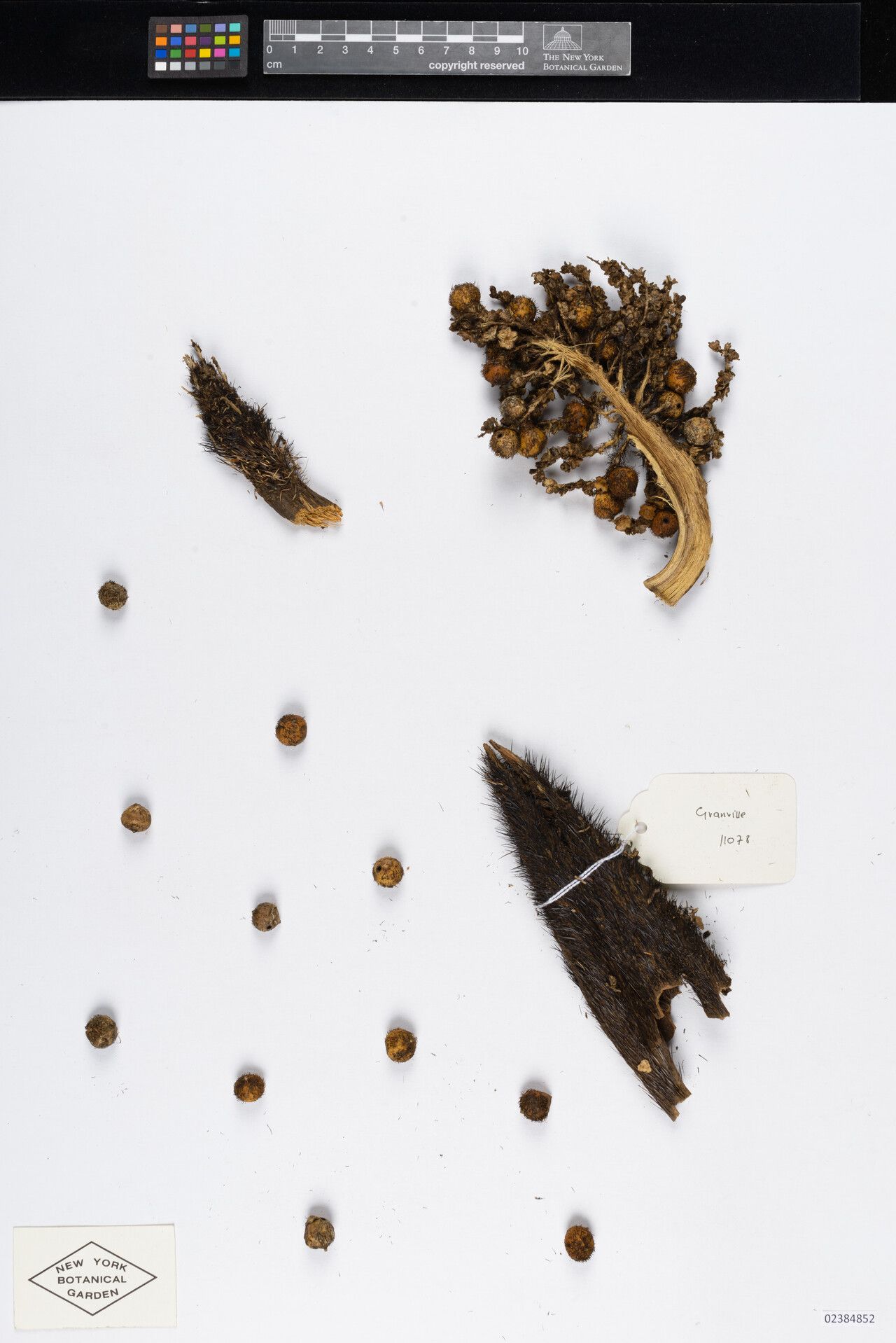 Bactris acanthocarpoides fruit