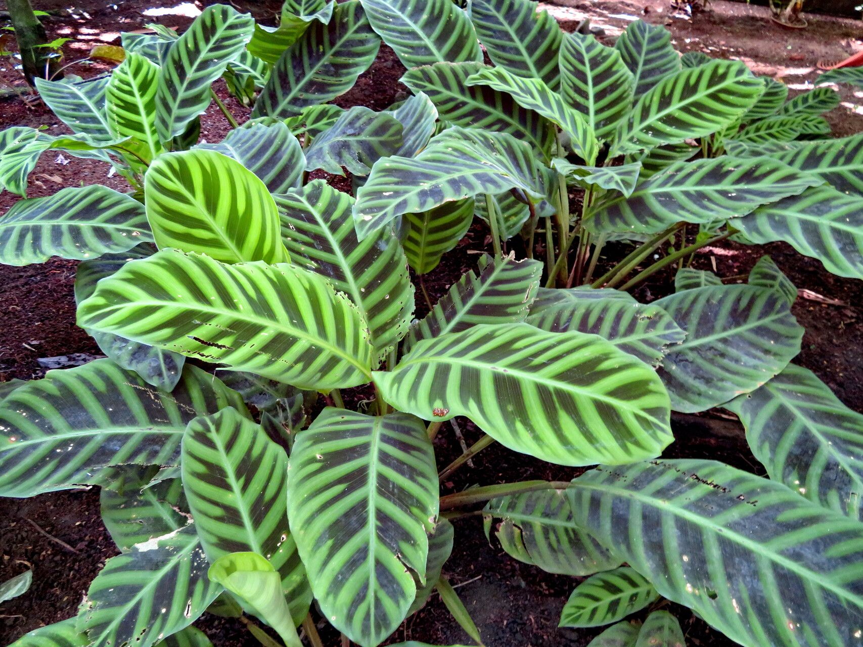 Goeppertia zebrina habit