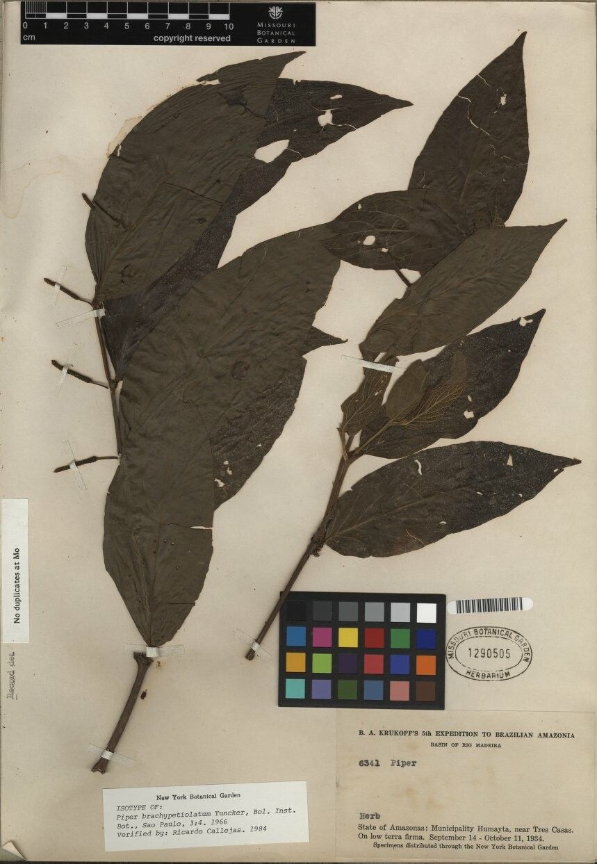 Piper brachypetiolatum — houseplant care guide