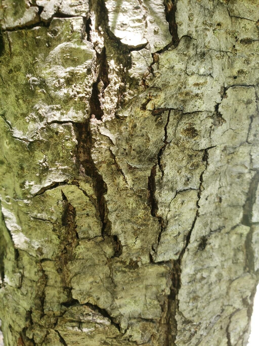 Liquidambar acalycina bark