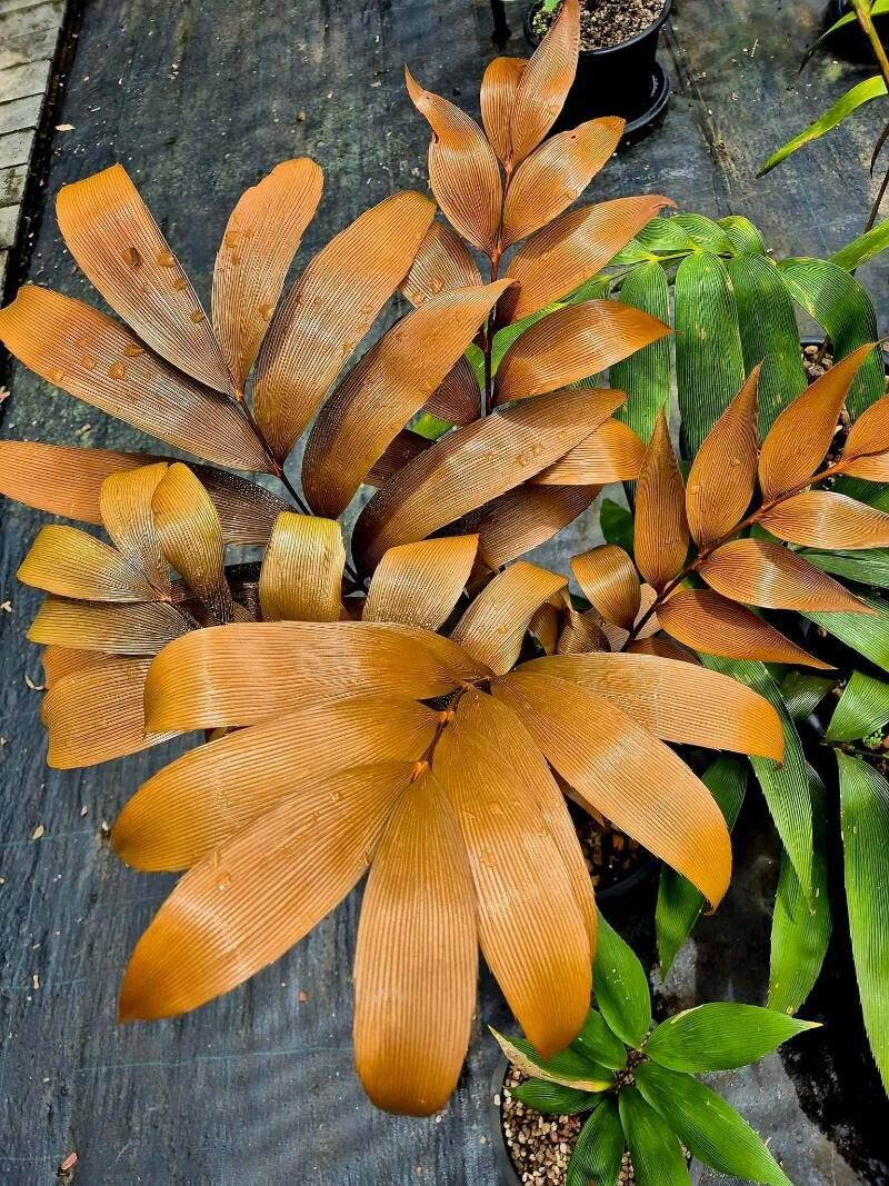 Zamia purpurea — houseplant care guide