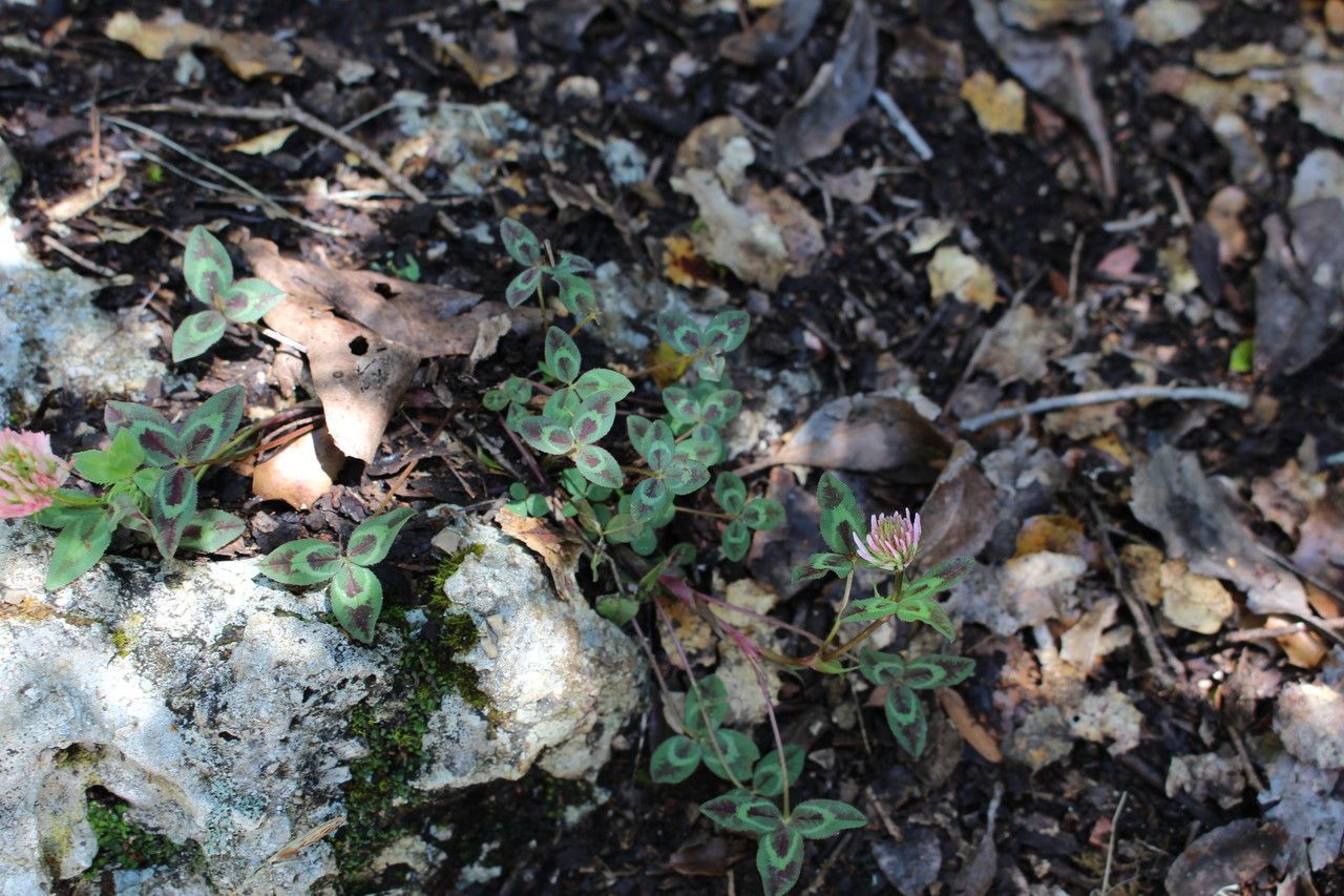 Trifolium physodes leaf