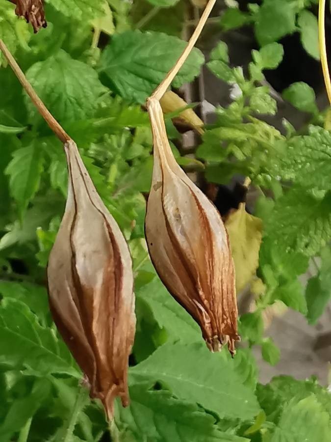 Triteleia laxa fruit