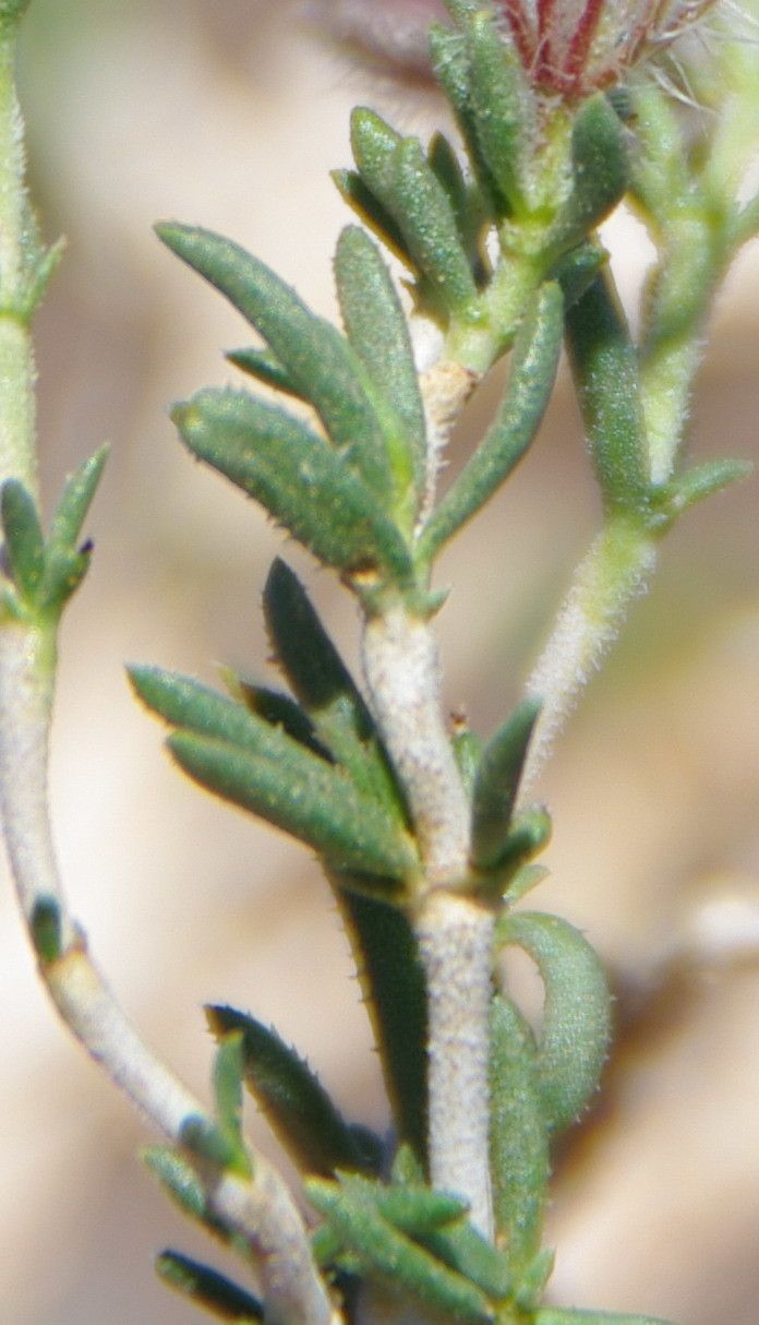 Plocama reboudiana — related species from the same genus