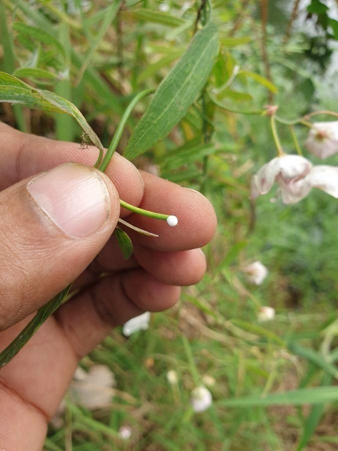 Oxystelma esculentum bark