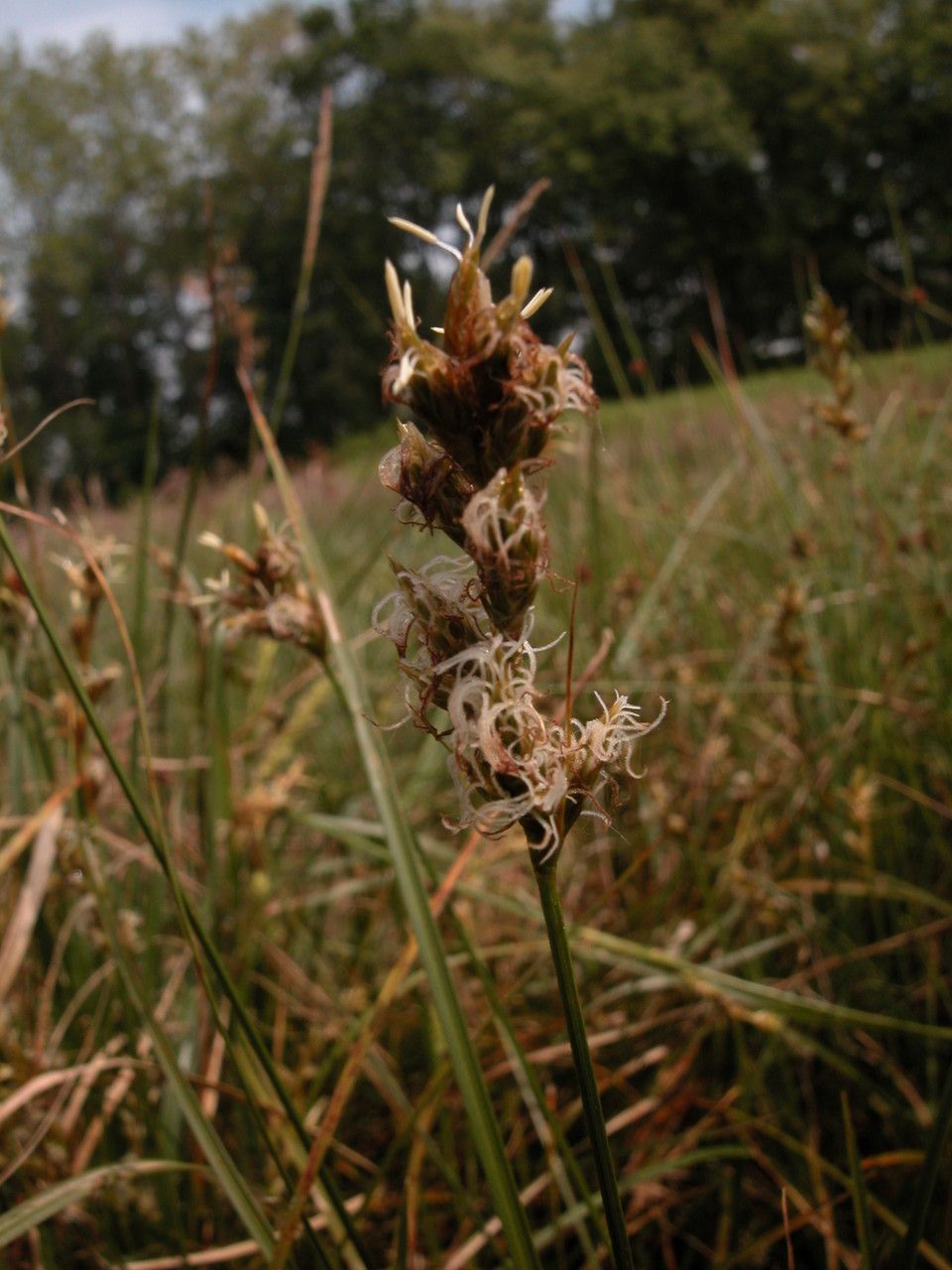 Carex pseudobrizoides flower