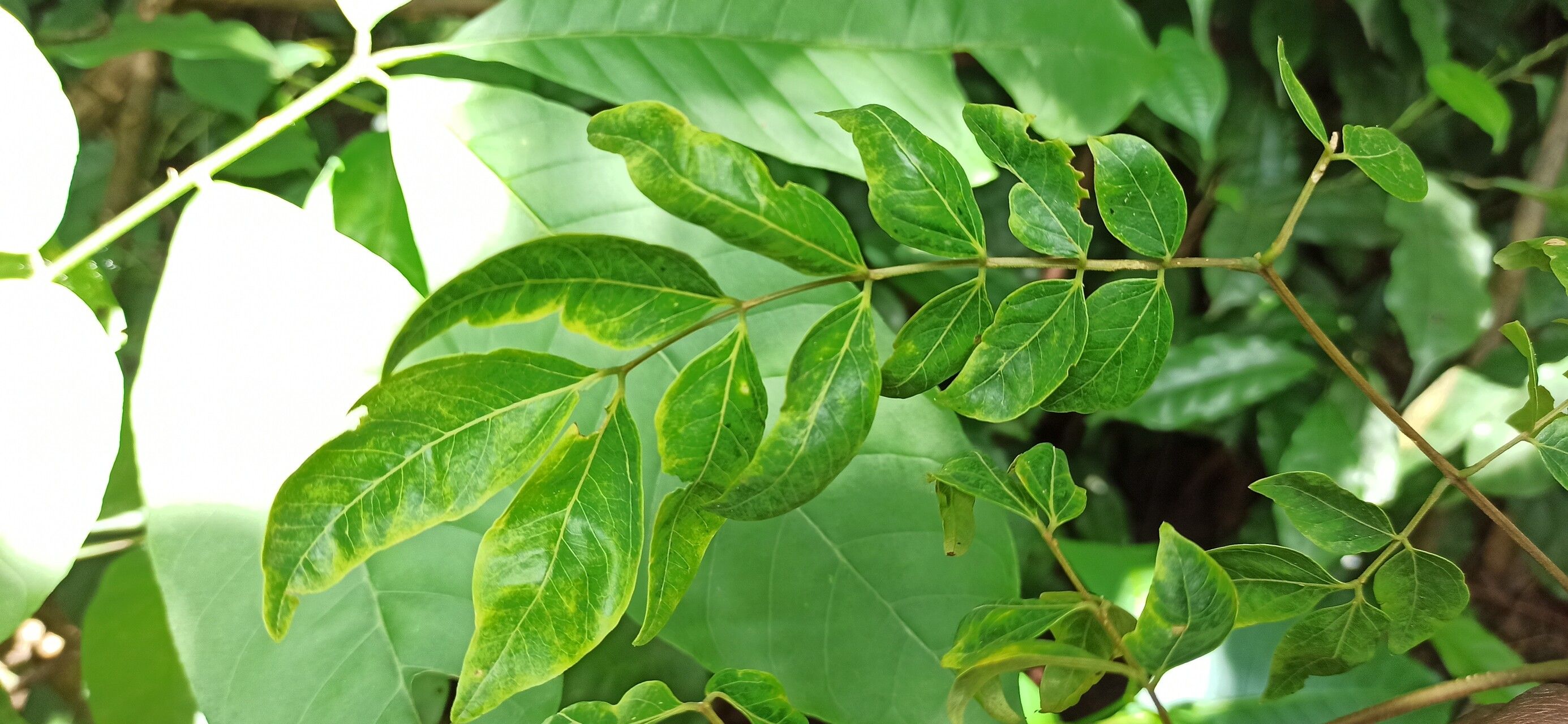 Albizia gummifera leaf