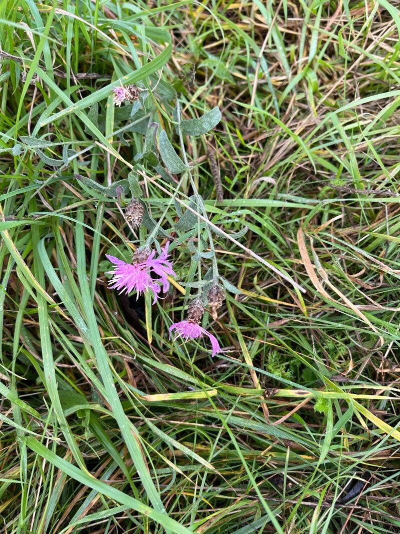 Centaurea × livonica — houseplant care guide