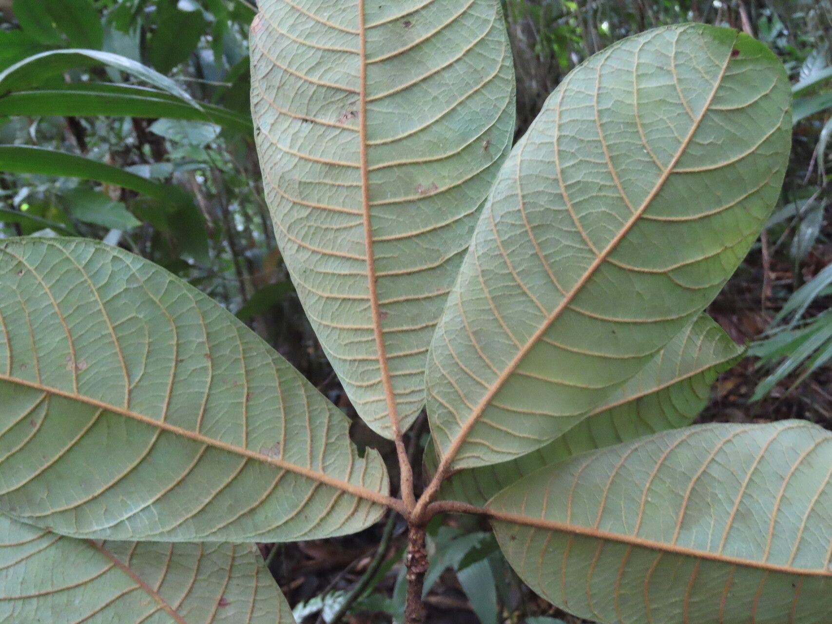 Pouteria bracteata — search result for 'Pouteria'