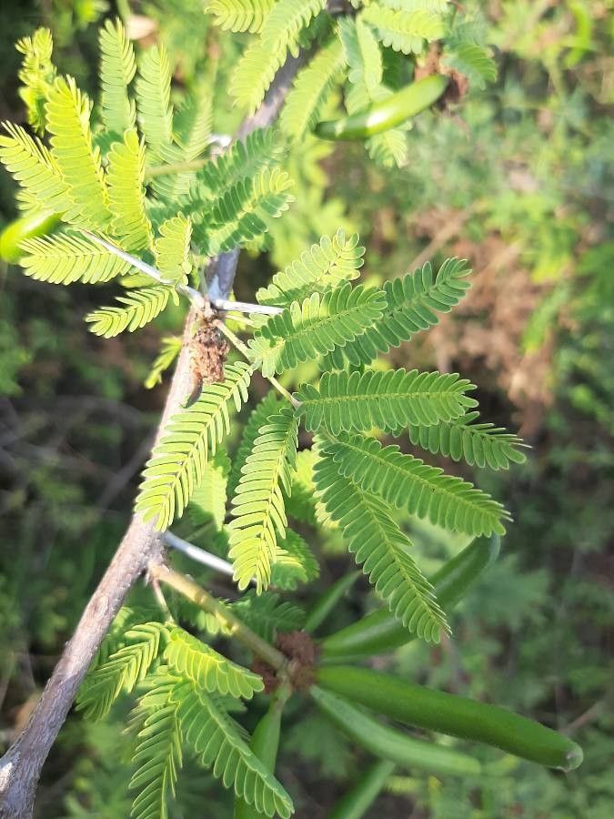Acacia farnesiana leaf