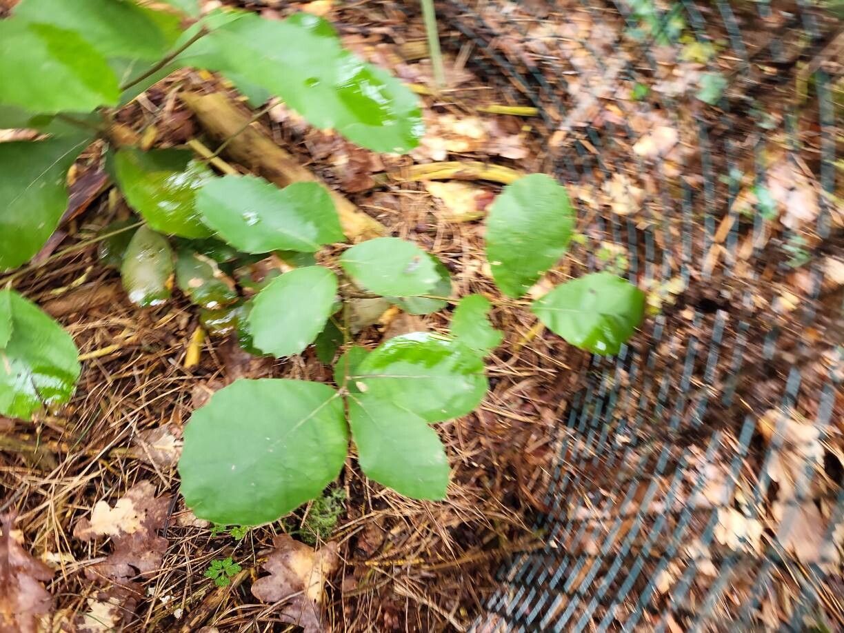 Quercus franchetii — houseplant care guide