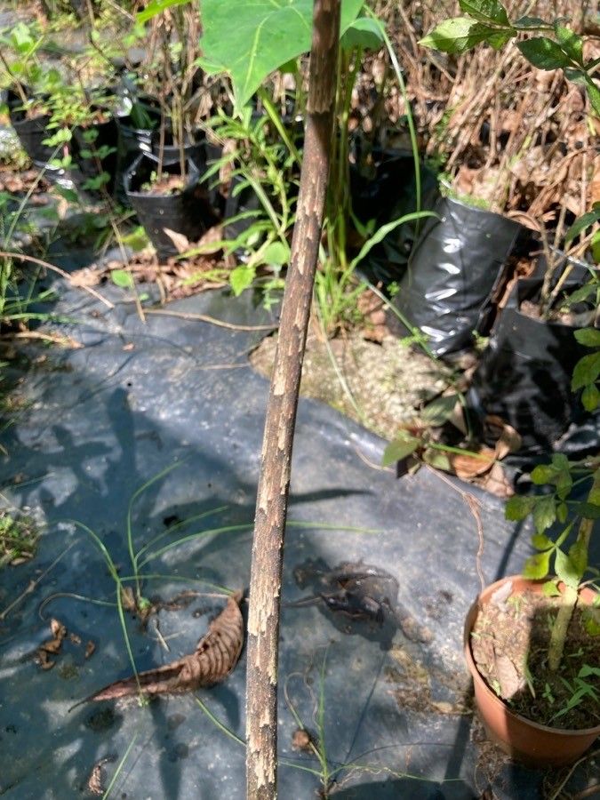 Dracontium polyphyllum bark