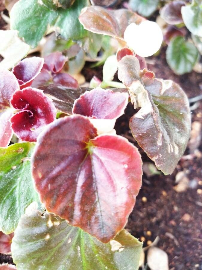 Begonia x semperflorens leaf
