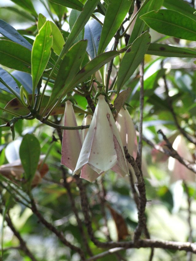 Thiollierea rigaultii — houseplant care guide