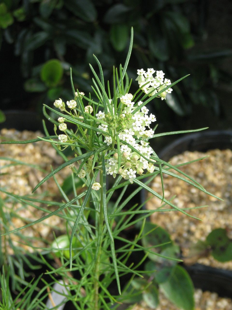 Asclepias pumila — search result for 'Asclepias'
