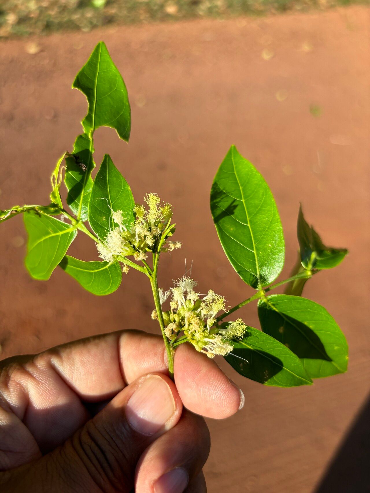 Inga heterophylla flower