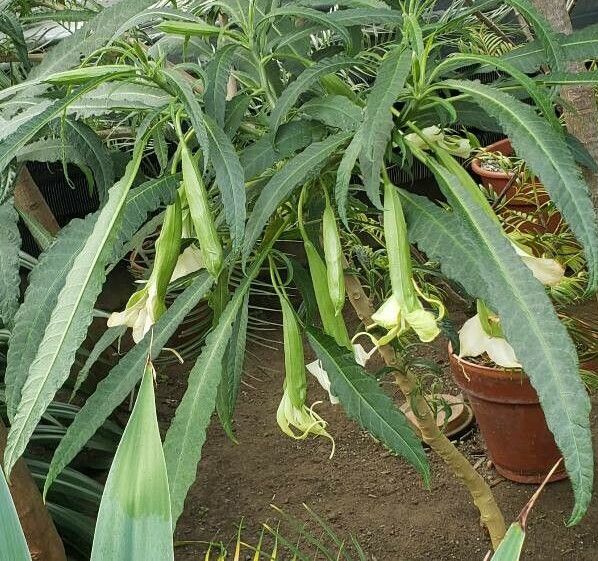 Brugmansia × cubensis habit