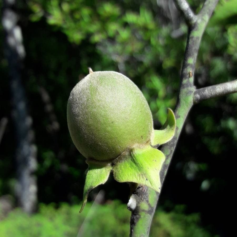 Diospyros olen — houseplant care guide