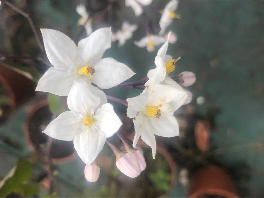 Solanum jasminoides flower