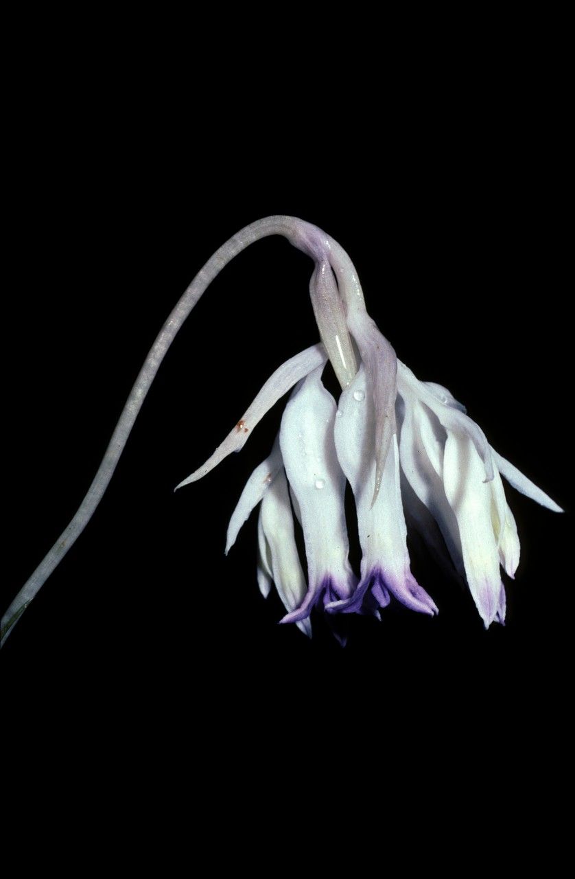 Burmannia longifolia flower
