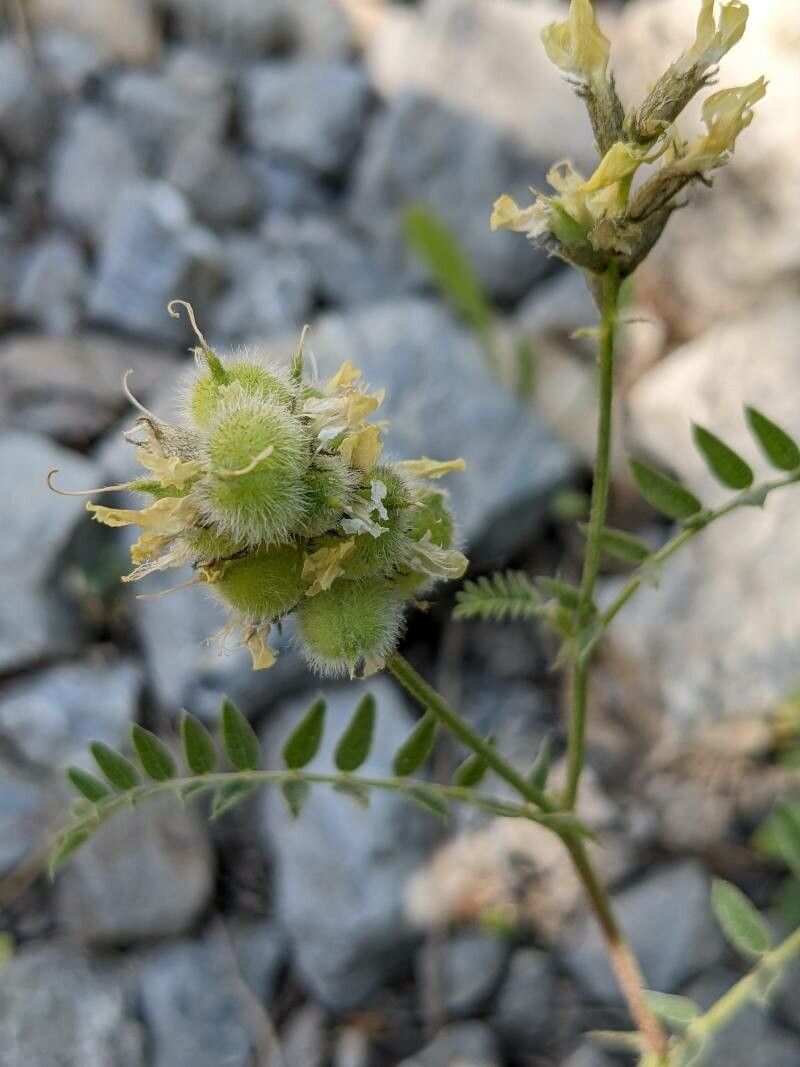 Astragalus cicer fruit