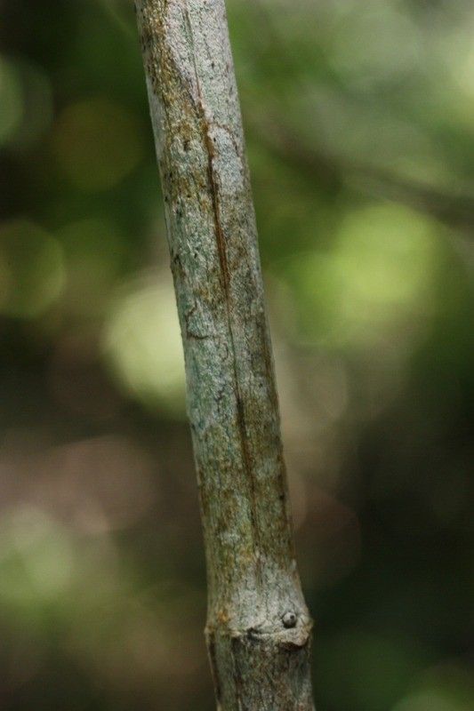 Psychotria borbonica bark